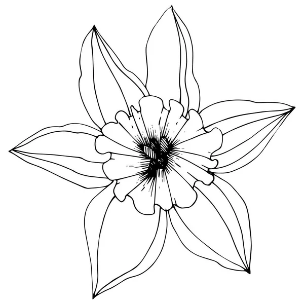 水仙花をベクトルします 花植物の花 黒と白には アートが刻まれています 白い背景の分離の水仙の図要素 — ストックベクタ