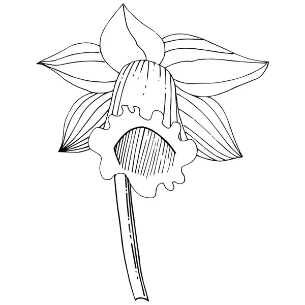 Vector Narciso Flor Flor Botánica Floral Tinta Grabada Blanco Negro — Vector de stock