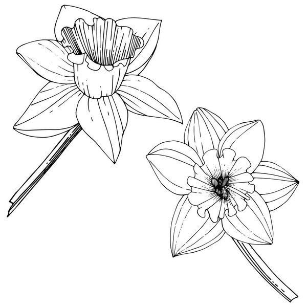 Vector Narcissus flowers. Black and white engraved ink art. Isolated daffodils illustration element on white background.