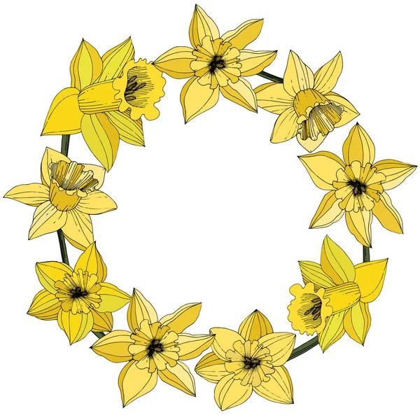 Vector Narcissus flowers. Yellow engraved ink art. Frame floral ornament round on white background.