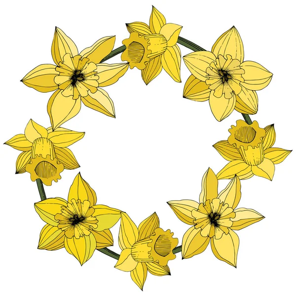 Vector Narcissus flowers. Yellow engraved ink art. Frame floral ornament round on white background.