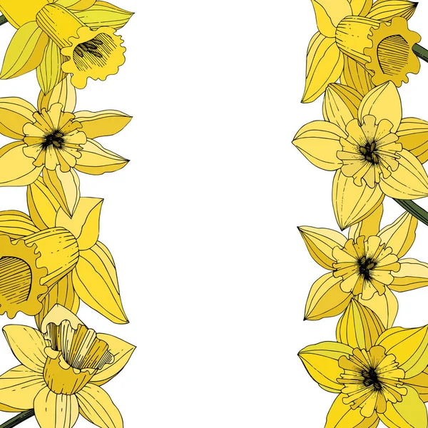 Vector Narcissus flowers. Yellow engraved ink art. Border floral ornament on white background.
