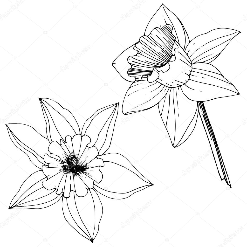 Vector Narcissus flowers. Black and white engraved ink art. Isolated daffodils illustration element on white background.