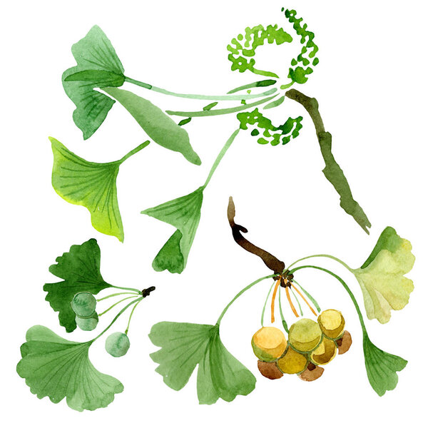 Green ginkgo biloba with leaves isolated on white. Watercolour ginkgo biloba drawing isolated illustration element.