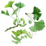 Grüner Ginkgo biloba mit isolierten Blättern auf weißem Grund. Aquarell Ginkgo Biloba Zeichnung isoliertes Illustrationselement.