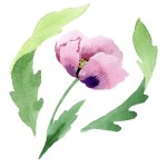 Krásné vínové Maková květinka izolované na bílém. Ilustrace akvarel zázemí. Akvarel, kresba módní aquarelle izolované máku ilustrace prvek.