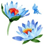 Beautiful blue lotus flowers isolated on white. Watercolor background illustration. Watercolour drawing fashion aquarelle isolated lotus flowers illustration element.