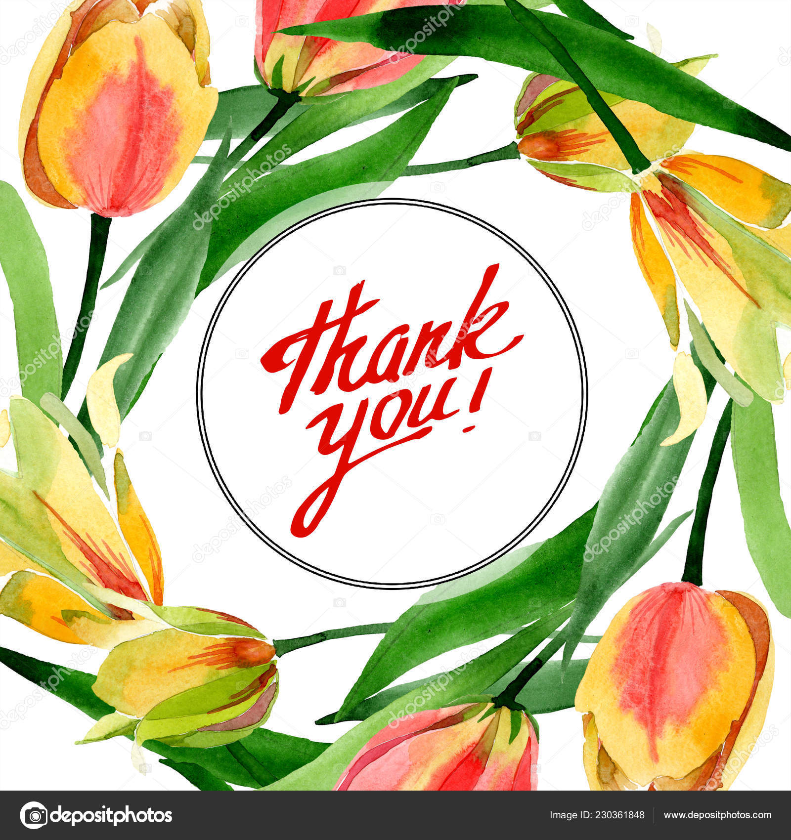 白で隔離緑の葉で美しい黄色のチューリップ 水彩画背景イラスト 書道をありがとう 無料のストック写真 C Andreyanush