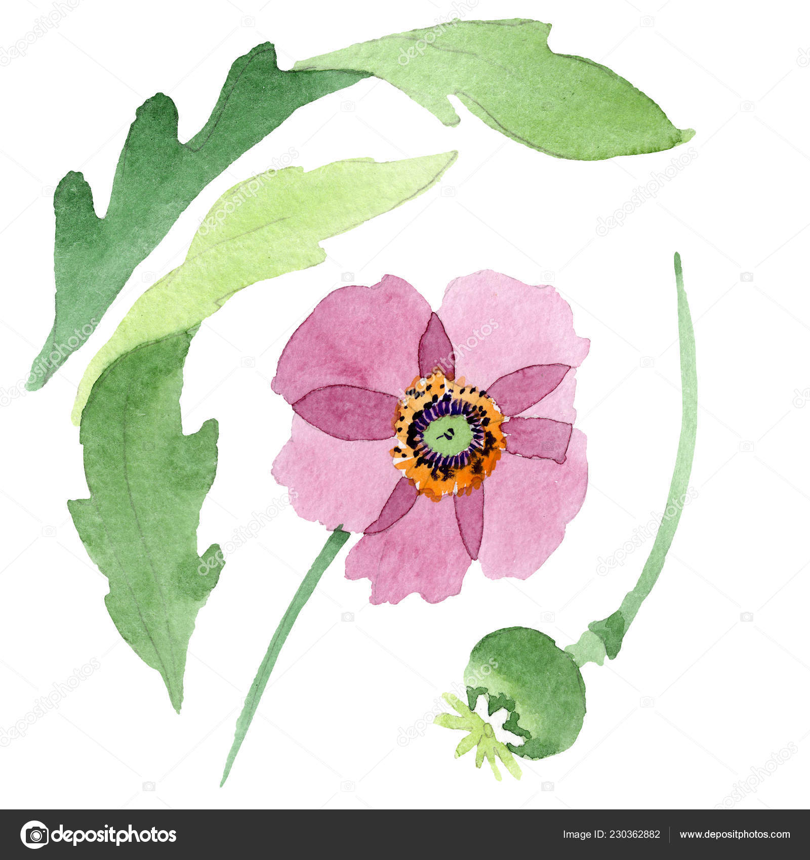 美しいブルゴーニュのケシの花は白で隔離 水彩画背景イラスト 水彩ファッション Aquarelle 分離ポピー イラスト要素を描画 無料のストック写真 C Andreyanush