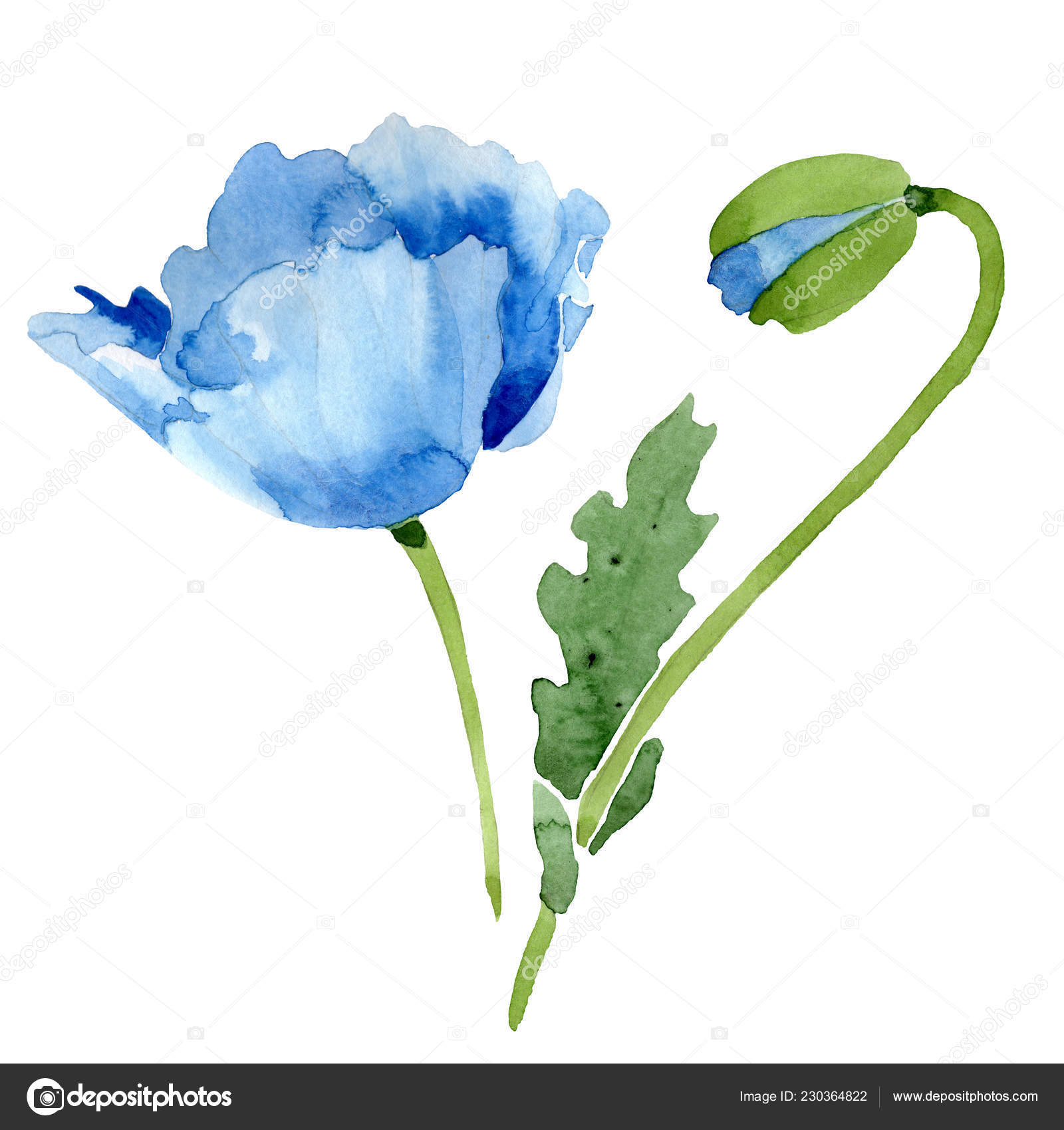 Beautiful Blue Poppy Flower Bud Isolated White Watercolor Background Illustration Stock Photo C Andreyanush 230364822
