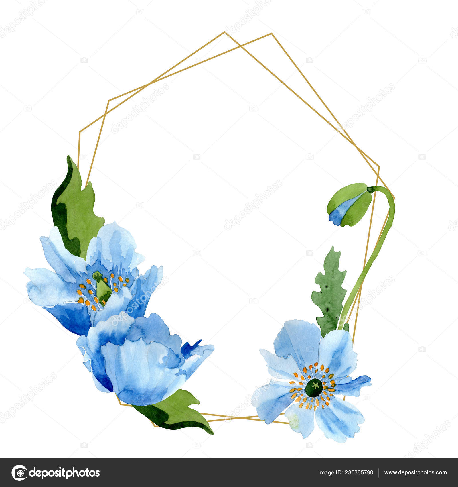 Beautiful Blue Poppy Flowers Green Leaves Isolated White