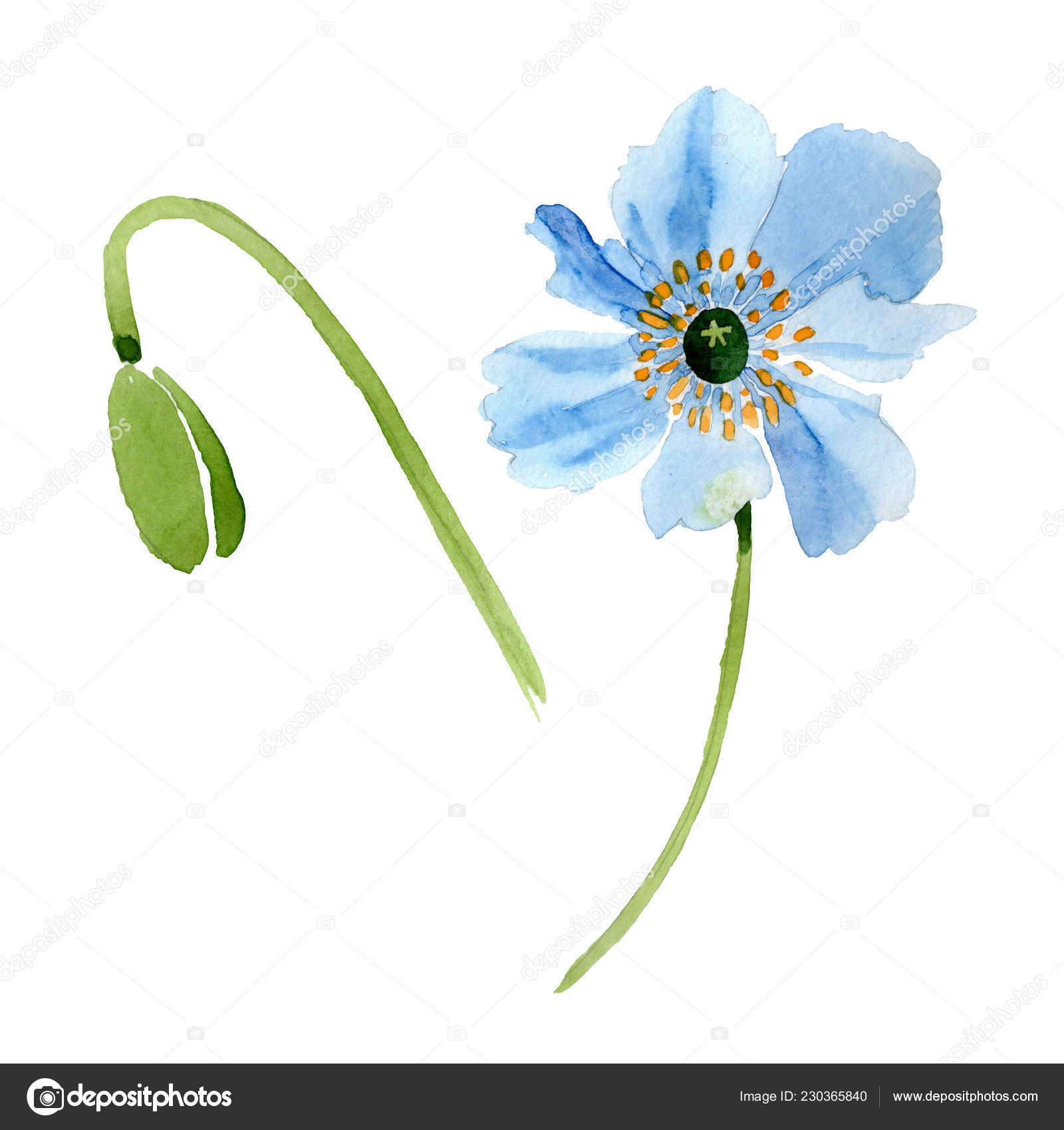 美しい青いケシの花と蕾の白で隔離 水彩画背景イラスト 水彩ファッション Aquarelle 分離ポピー イラスト要素を描画 無料のストック写真 C Andreyanush