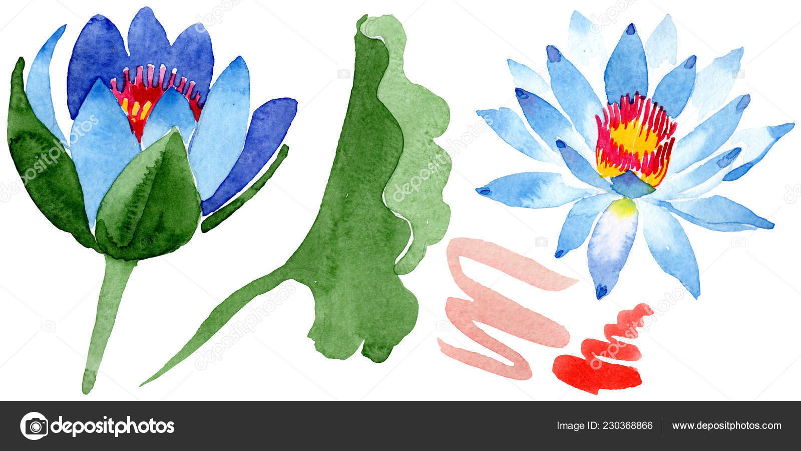 Fleurs Lotus Bleu Magnifique Isolés Sur Blanc Illustration