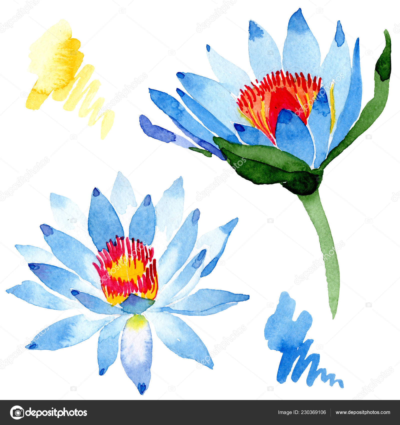 美しい青蓮の花は 白で隔離 水彩画背景イラスト 水彩ファッション Aquarelle 分離蓮花図要素を描画 無料のストック写真 C Andreyanush