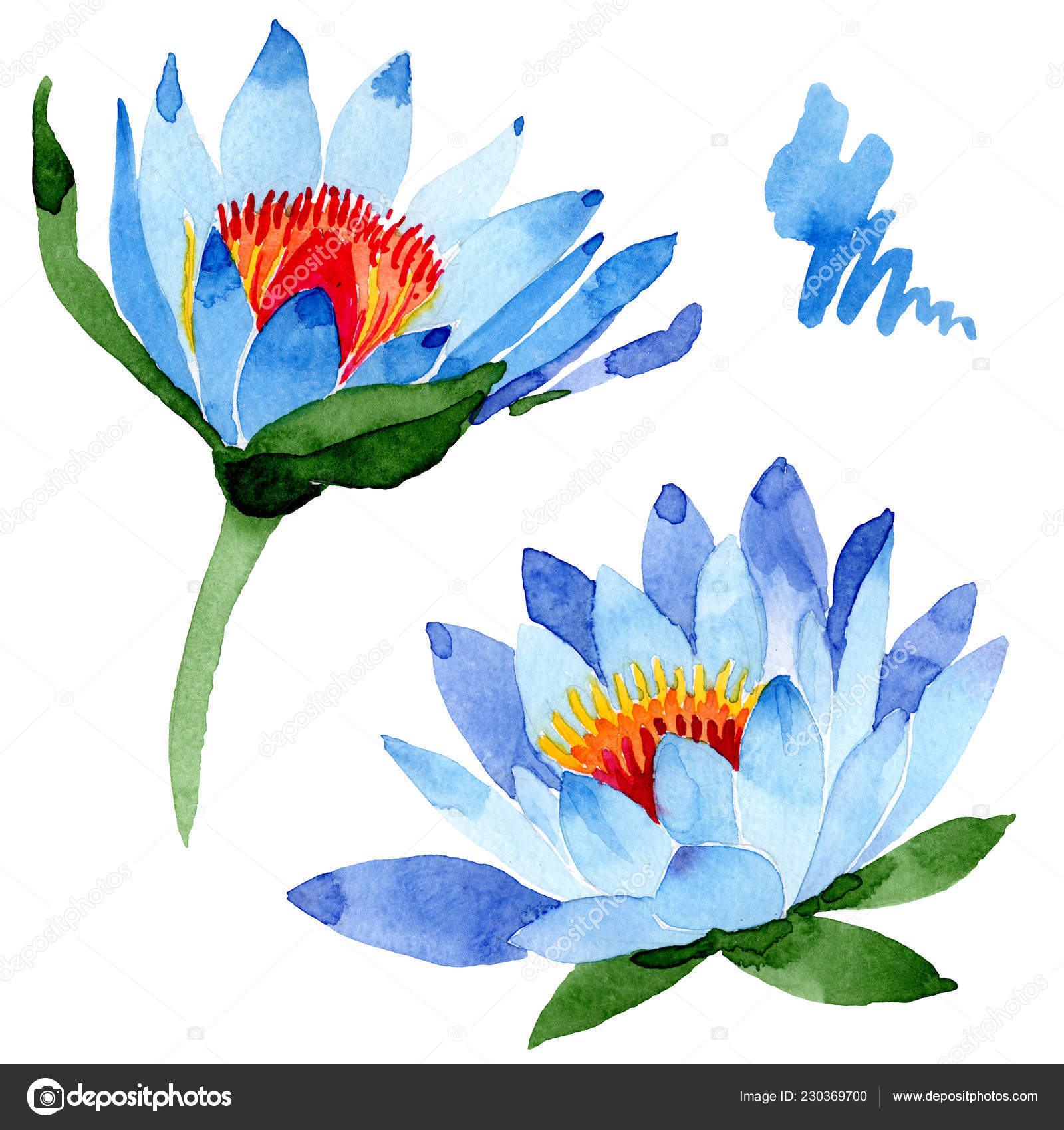 美しい青蓮の花は 白で隔離 水彩画背景イラスト 水彩ファッション Aquarelle 分離蓮花図要素を描画 無料のストック写真 C Andreyanush