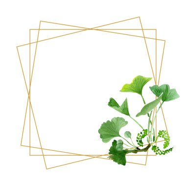 Güzel yeşil ginkgo biloba yaprakları üzerinde beyaz izole ile. Suluboya arka plan illüstrasyon. Suluboya beyaz izole moda aquarelle çizim. Çerçeve kenarlığı süsleme.