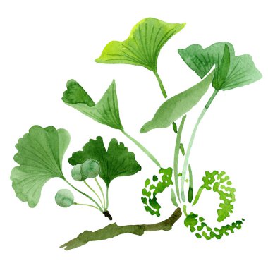Yeşil ginkgo biloba yaprakları üzerinde beyaz izole ile. Suluboya ginkgo biloba izole illüstrasyon öğe çizim.
