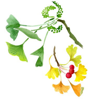 Yeşil ginkgo biloba yaprakları üzerinde beyaz izole ile. Suluboya ginkgo biloba izole illüstrasyon öğe çizim.