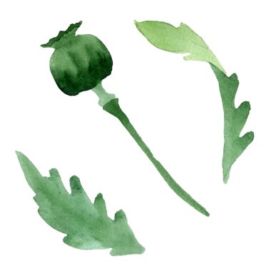 Güzel haşhaş çiçek üzerinde beyaz izole. Suluboya arka plan illüstrasyon. Moda aquarelle izole haşhaş illüstrasyon öğe çizim suluboya.