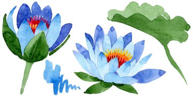 Güzel mavi lotus çiçekleri beyaz izole. Suluboya arka plan illüstrasyon. Moda aquarelle izole lotus çiçekleri illüstrasyon öğe çizim suluboya.
