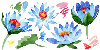 Güzel mavi lotus çiçekleri beyaz izole. Suluboya arka plan illüstrasyon. Moda aquarelle izole lotus çiçekleri illüstrasyon öğe çizim suluboya.