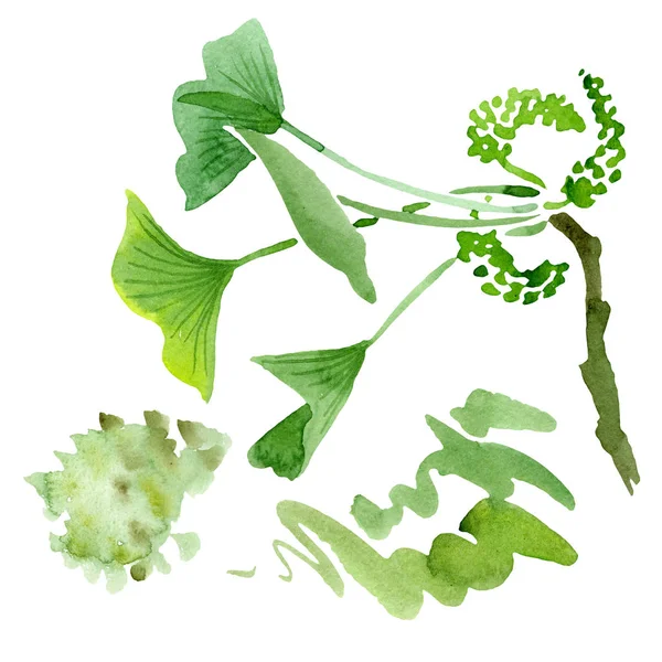 Grüner Ginkgo Biloba Mit Isolierten Blättern Auf Weißem Grund Aquarell — kostenloses Stockfoto