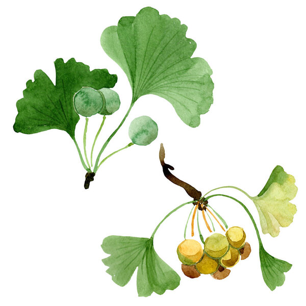 Green ginkgo biloba with leaves isolated on white. Watercolour ginkgo biloba drawing isolated illustration element.