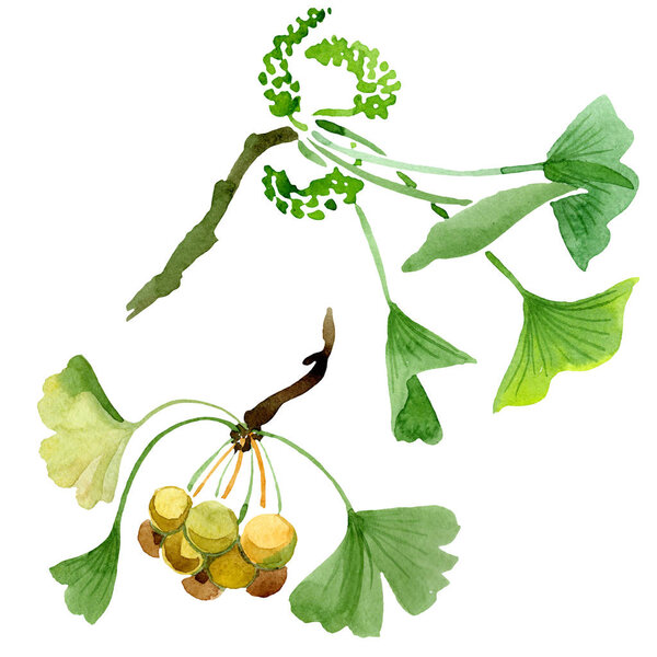 Green ginkgo biloba with leaves isolated on white. Watercolour ginkgo biloba drawing isolated illustration element.
