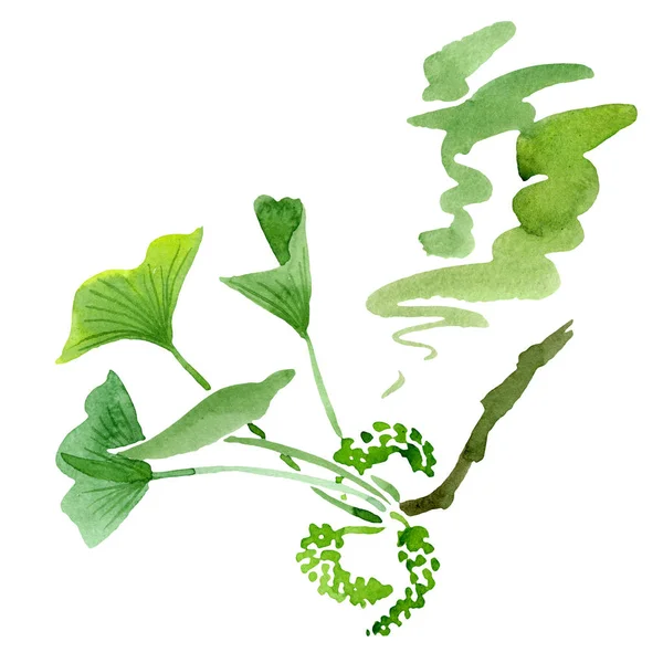 Grüner Ginkgo Biloba Mit Isolierten Blättern Auf Weißem Grund Aquarell — Stockfoto