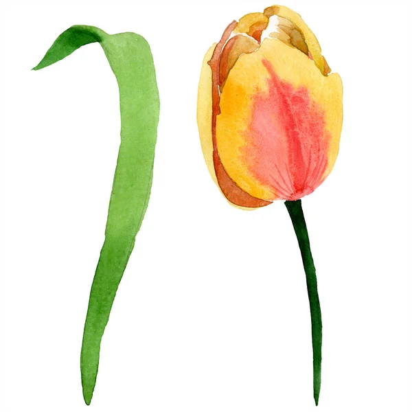 Hermoso Tulipán Amarillo Con Hoja Verde Aislada Blanco Ilustración Fondo — Foto de stock gratis