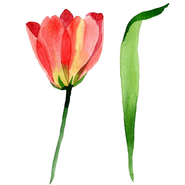 Krásný Žlutý Tulipán Zelená Listová Izolované Bílém Ilustrace Akvarel Zázemí — Stock fotografie zdarma