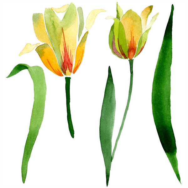 Beautiful yellow tulips with green leaves isolated on white. Watercolor background illustration. Isolated tulip flowers illustration element.