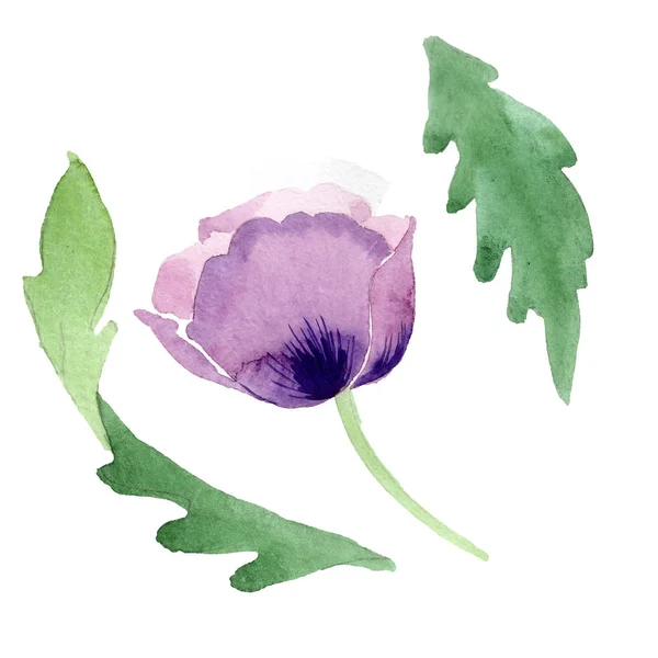 Frumoasă Floare Mac Burgundy Izolată Alb Ilustrație Fundal Acuarelă Acuarelă — Fotografie de stoc gratuită