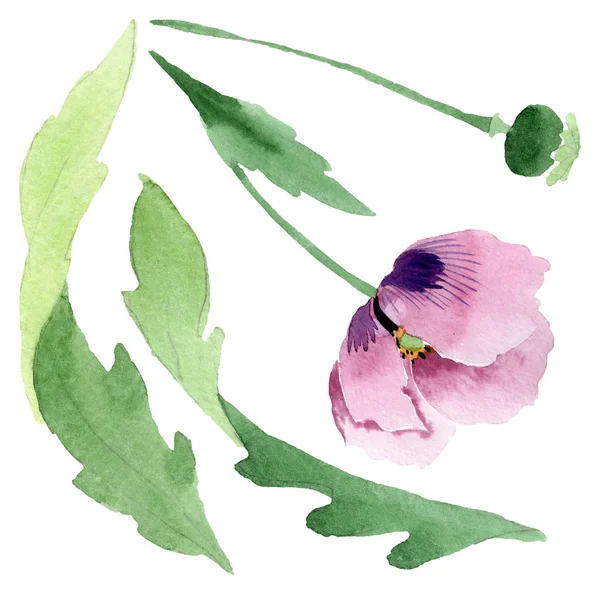美しいブルゴーニュのケシの花は白で隔離 水彩画背景イラスト 水彩ファッション Aquarelle 分離ポピー イラスト要素を描画 — ストック写真