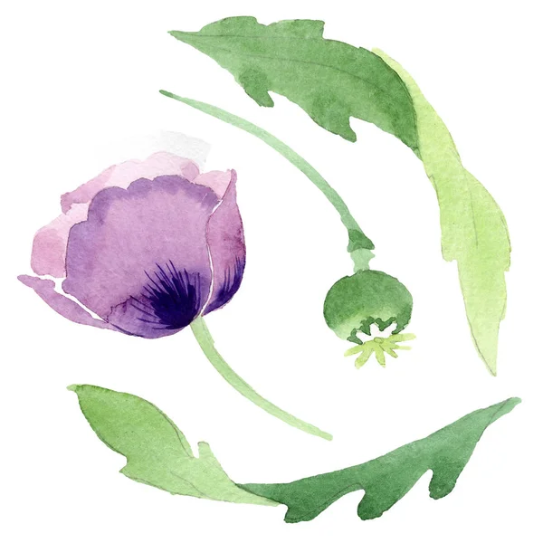 美しいブルゴーニュのケシの花は白で隔離 水彩画背景イラスト 水彩ファッション Aquarelle 分離ポピー イラスト要素を描画  — 無料ストックフォト