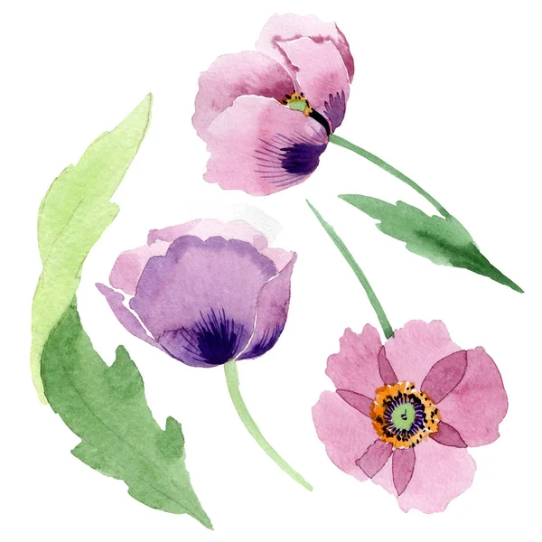 Beautiful Burgundy Poppy Flowers Isolated White Watercolor Background Illustration Watercolour — Stock Photo, Image