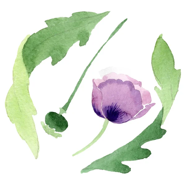 Bellissimo Fiore Papavero Bordeaux Isolato Bianco Illustrazione Acquerello Sfondo Acquerello — Foto stock gratuita