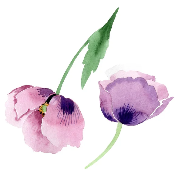 Schöne Weinrote Mohnblüten Isoliert Auf Weiß Aquarell Hintergrundillustration Aquarell Zeichnung — Stockfoto