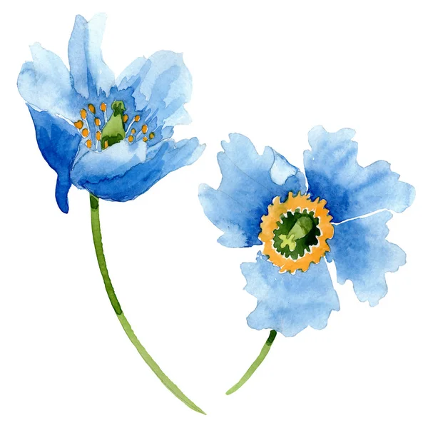 Güzel Mavi Haşhaş Çiçekleri Beyaz Izole Suluboya Arka Plan Illüstrasyon — Stok fotoğraf