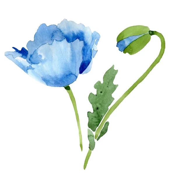 美丽的蓝色罂粟花和芽查出在白色 水彩背景插图 水彩画时尚水族馆孤立的罂粟插画元素 — 图库照片