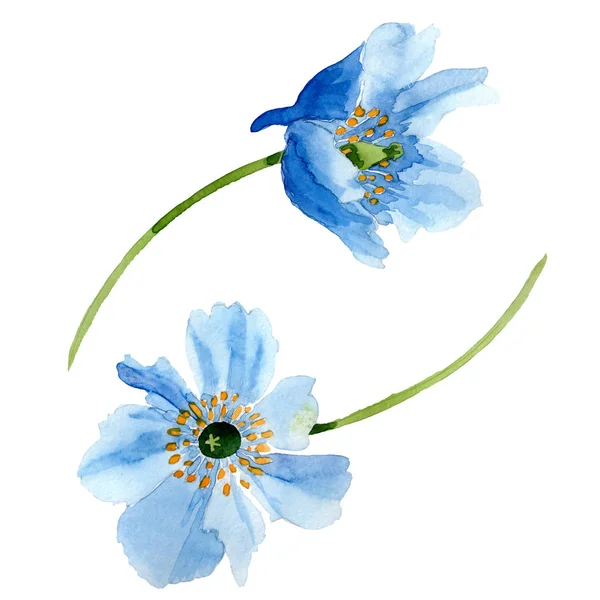 Hermosas Flores Amapola Azul Aisladas Blanco Ilustración Fondo Acuarela Acuarela — Foto de Stock