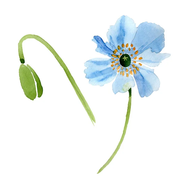 Hermosa Flor Amapola Azul Brote Aislado Blanco Ilustración Fondo Acuarela — Foto de stock gratis