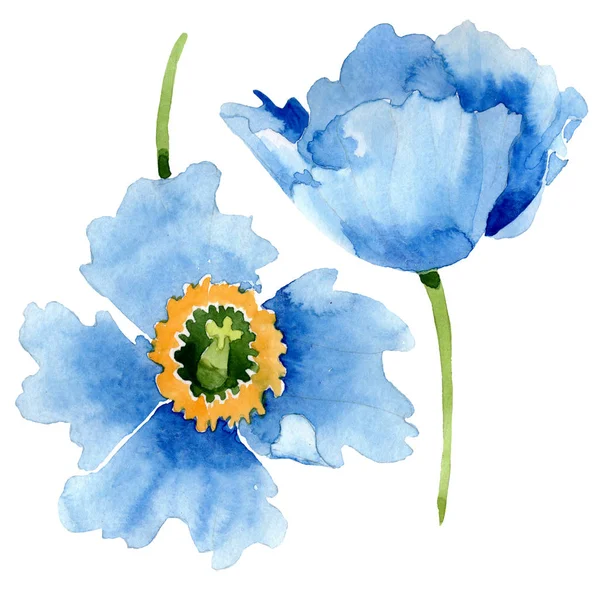 Hermosas Flores Amapola Azul Aisladas Blanco Ilustración Fondo Acuarela Acuarela — Foto de Stock