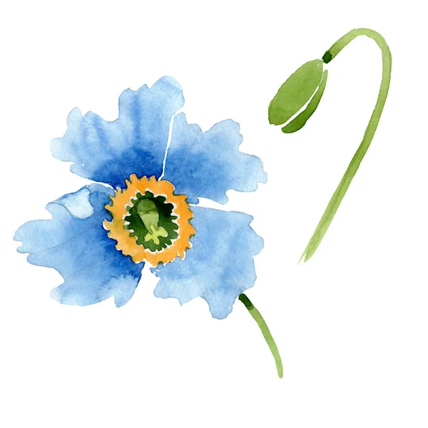Vacker Blå Vallmo Blomma Och Knopp Isolerade Vitt Akvarell Bakgrund — Stockfoto