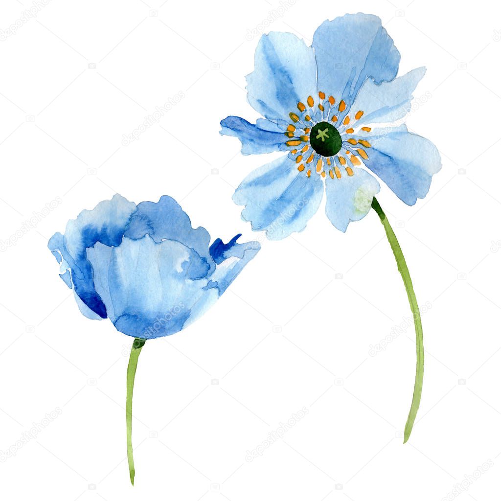 Beautiful blue poppy flowers isolated on white. Watercolor background illustration. Watercolour drawing fashion aquarelle isolated poppy flowers illustration element.