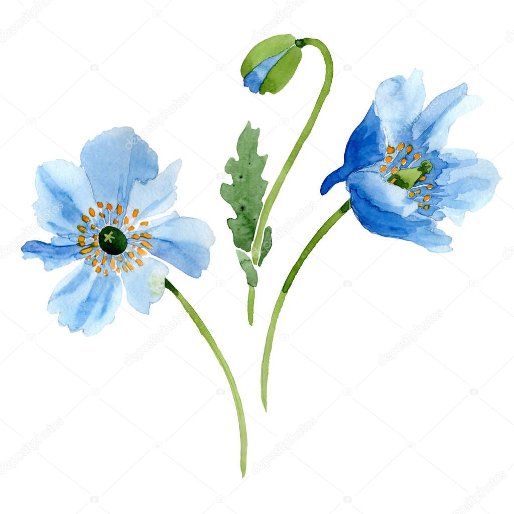 Beautiful blue poppy flowers isolated on white. Watercolor background illustration. Watercolour drawing fashion aquarelle isolated poppy flowers illustration element.