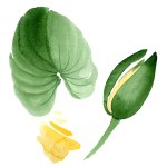 Flor de lótus amarelo isolado em branco. ilustração fundo aquarela. Aquarelle desenho moda aquarelle isolado lótus ilustração elemento