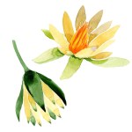 黄色の蓮の花は、白で隔離。水彩画背景イラスト。水彩ファッション aquarelle 分離蓮花図要素を描画