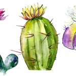 Bonitos cactos verdes isolados em branco. ilustração fundo aquarela. Desenho aquarelle moda aquarelle isolado cactos ilustração elementos .