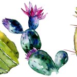 Beaux cactus verts isolés sur blanc. Illustration de fond aquarelle. Aquarelle dessin mode isolé cactus éléments d'illustration .